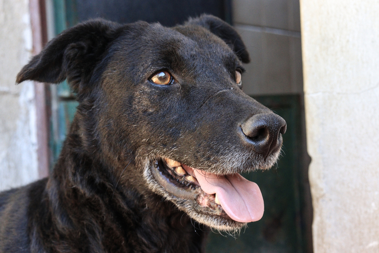Samantha en adopción - Refugio Don Torcuato