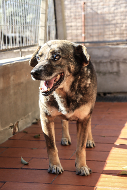 Belgrano en adopción - Refugio Don Torcuato