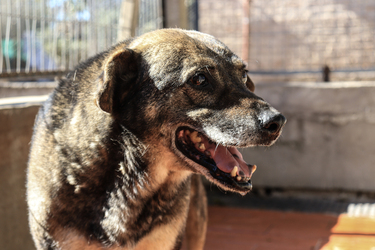Belgrano en adopción - Refugio Don Torcuato