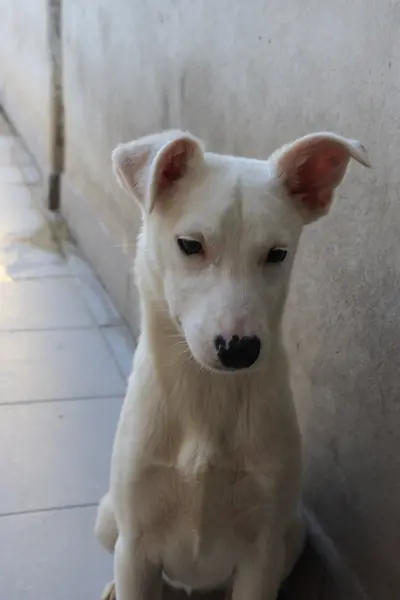 Zoa en adopción - Refugio Don Torcuato