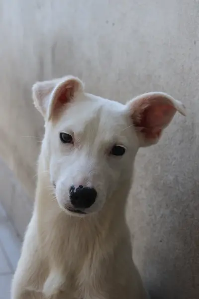 Zoa en adopción - Refugio Don Torcuato