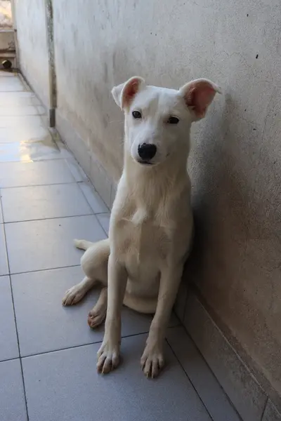 Zoa en adopción - Refugio Don Torcuato