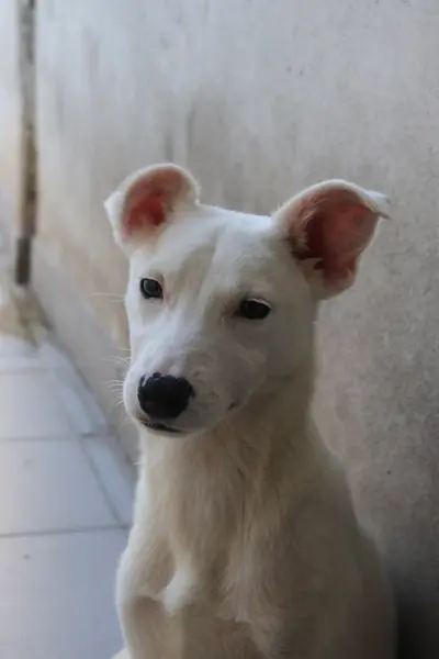 Zoa en adopción - Refugio Don Torcuato