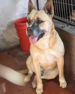 KIO
