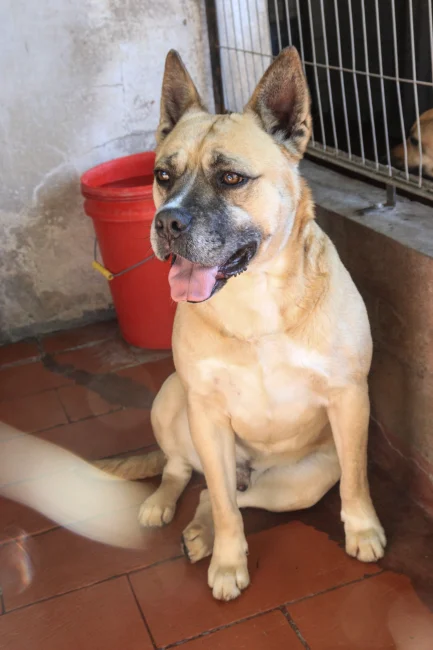 Kio en adopción - Refugio Don Torcuato