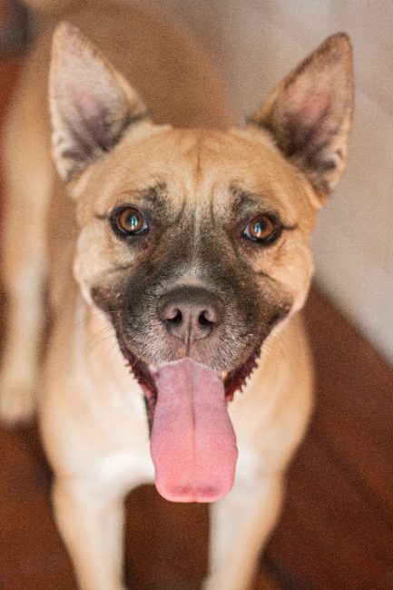 Kio en adopción - Refugio Don Torcuato