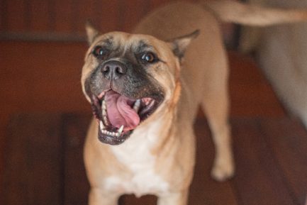 Kio en adopción - Refugio Don Torcuato