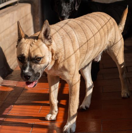 Kio en adopción - Refugio Don Torcuato