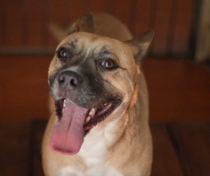 Kio en adopción - Refugio Don Torcuato