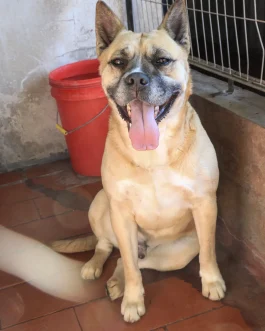KIO
