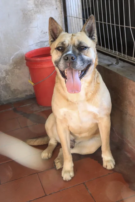 Kio en adopción - Refugio Don Torcuato