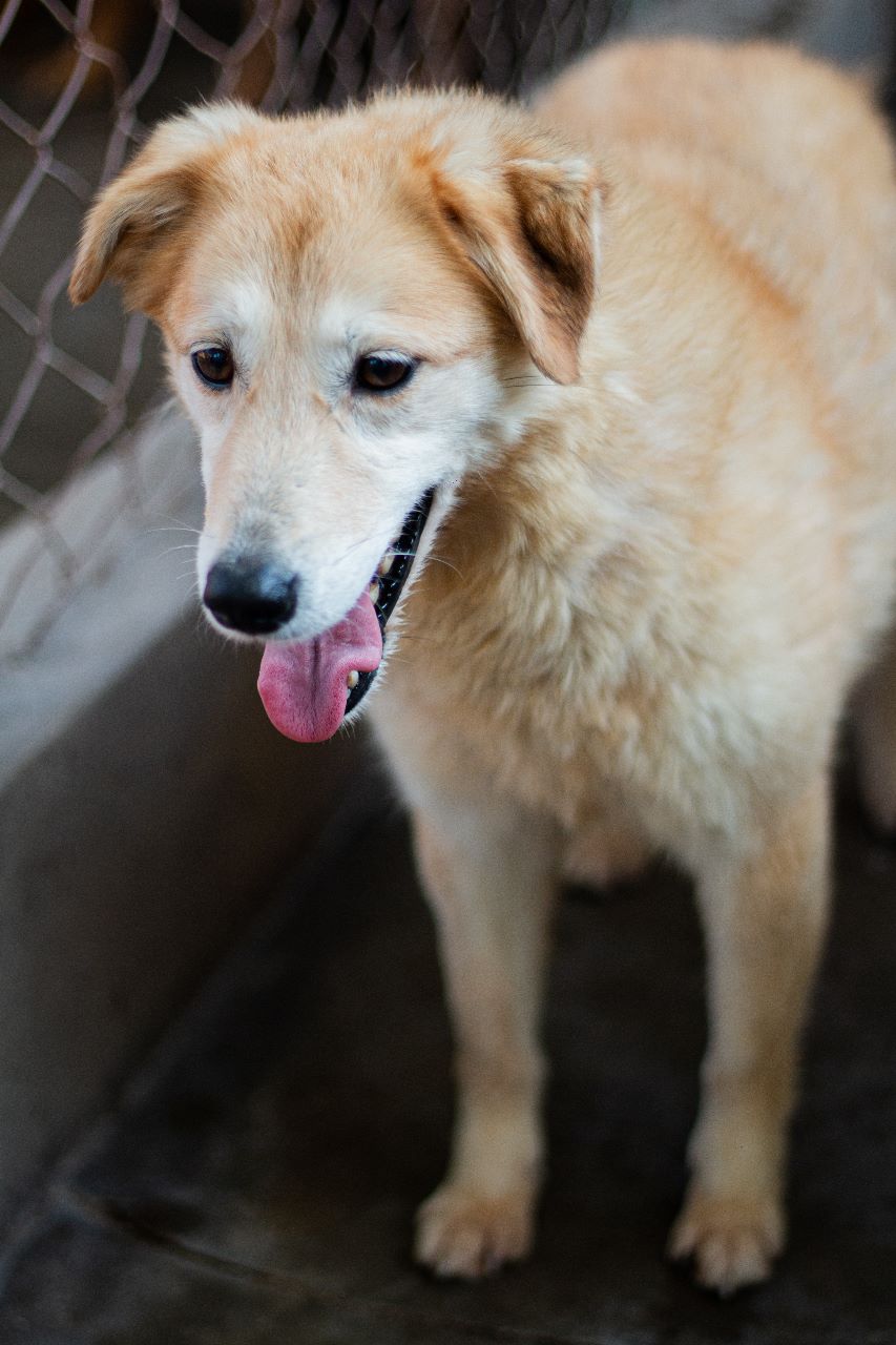 Lima en adopción - Refugio Don Torcuato