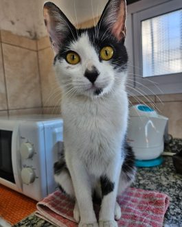 LILA