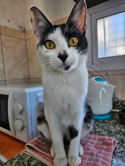Lila en adopción - Refugio Don Torcuato