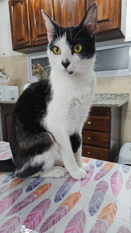 Lila en adopción - Refugio Don Torcuato