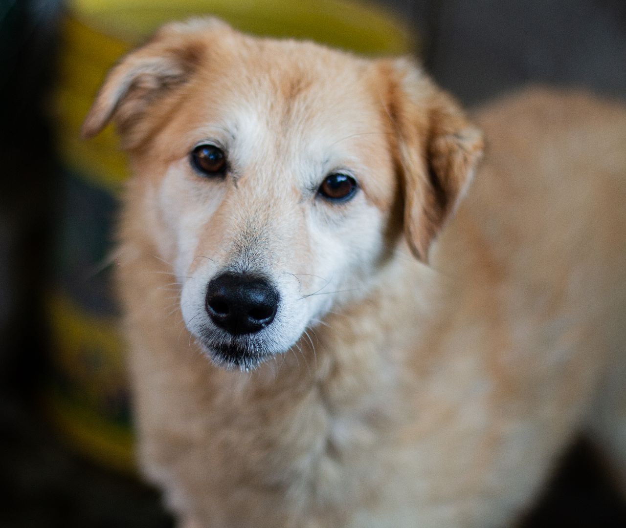 Lima en adopción - Refugio Don Torcuato