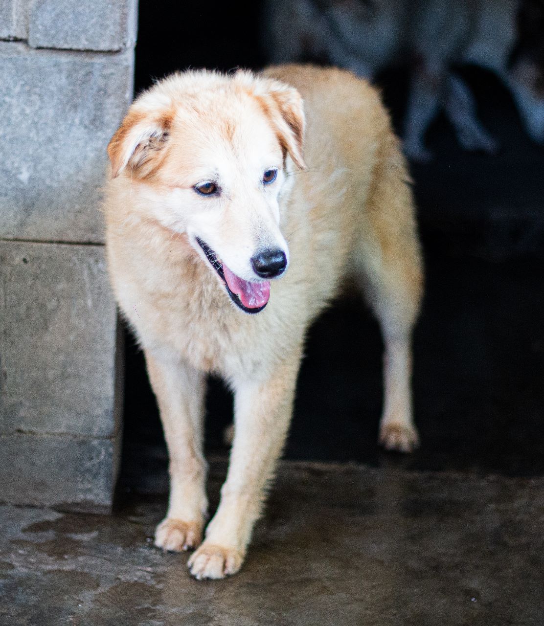 Lima en adopción - Refugio Don Torcuato