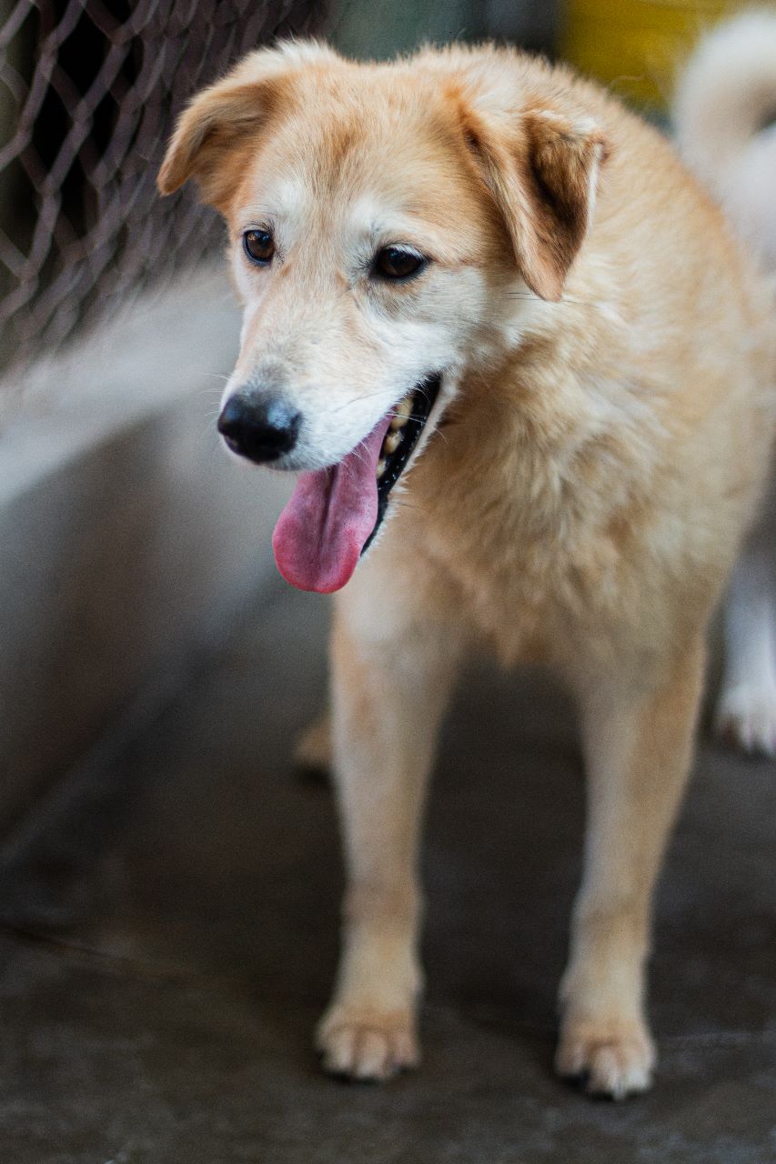 Lima en adopción - Refugio Don Torcuato