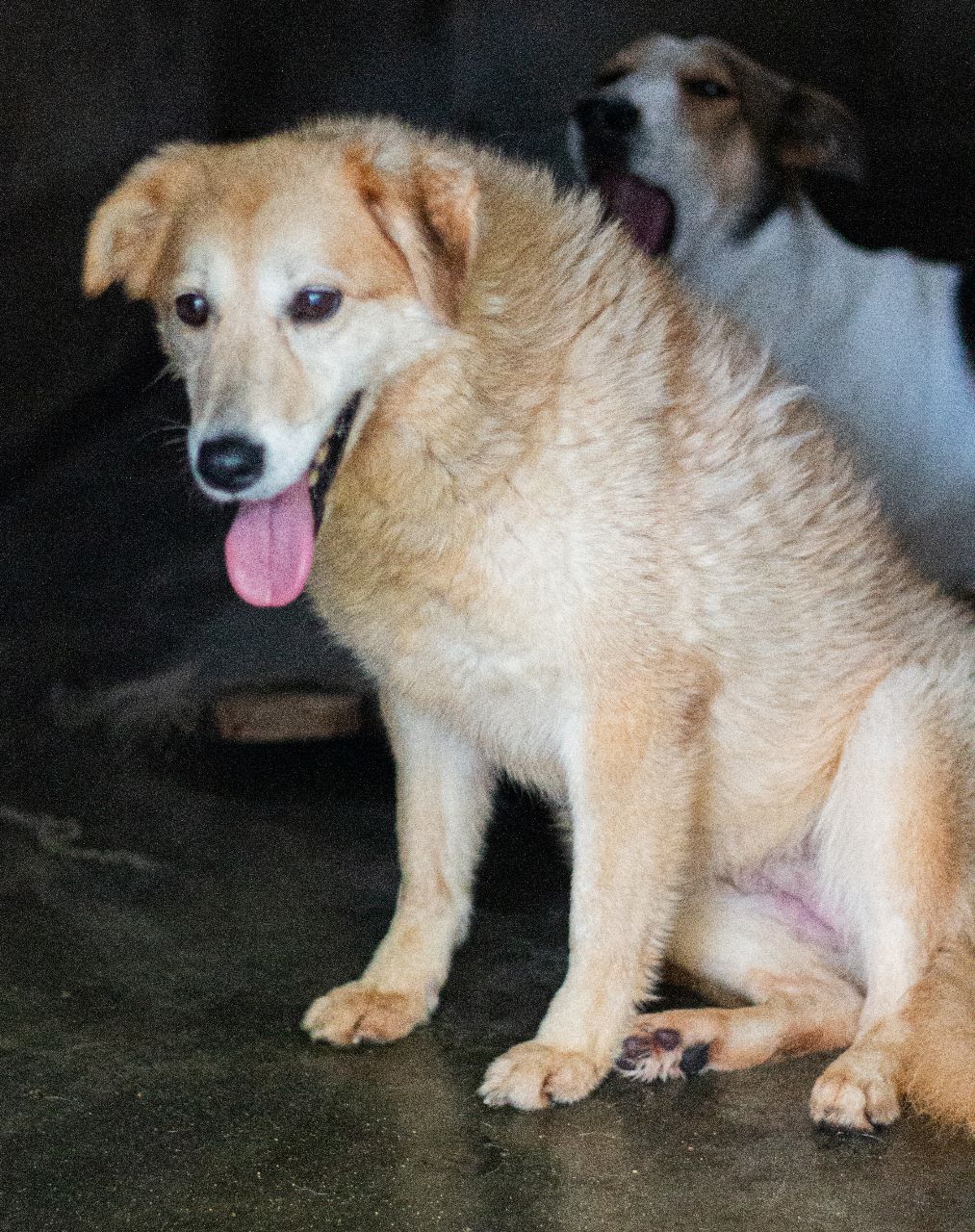 Lima en adopción - Refugio Don Torcuato