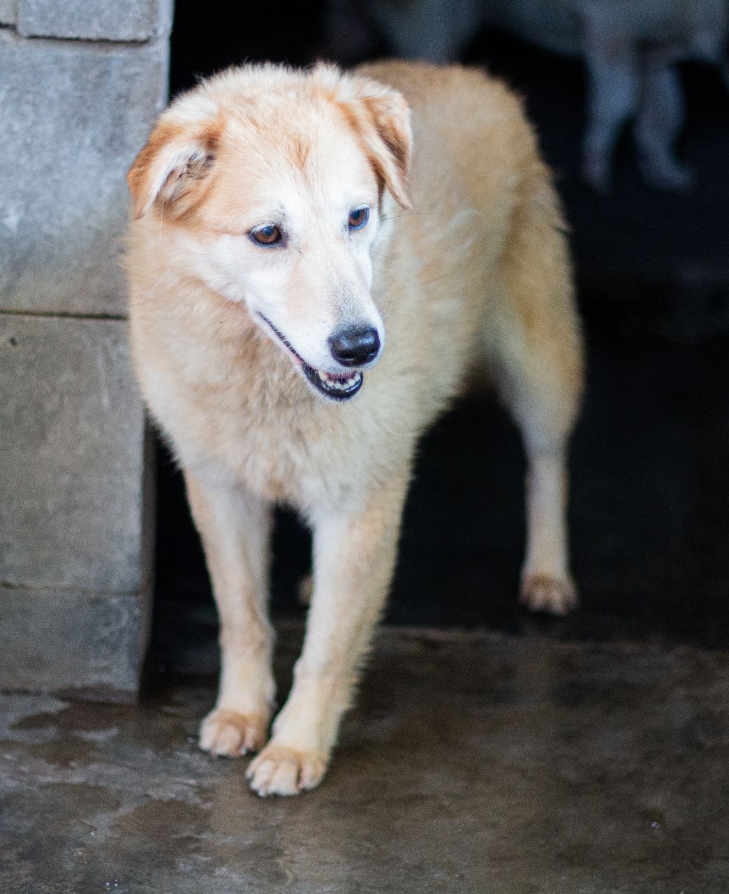 Lima en adopción - Refugio Don Torcuato