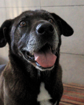 Lobito en adopción - Refugio Don Torcuato