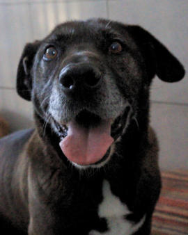Lobito en adopción - Refugio Don Torcuato