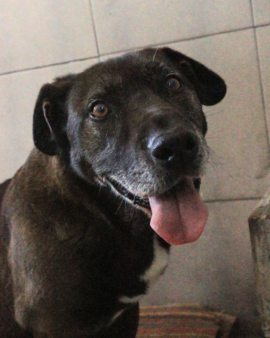 Lobito en adopción - Refugio Don Torcuato