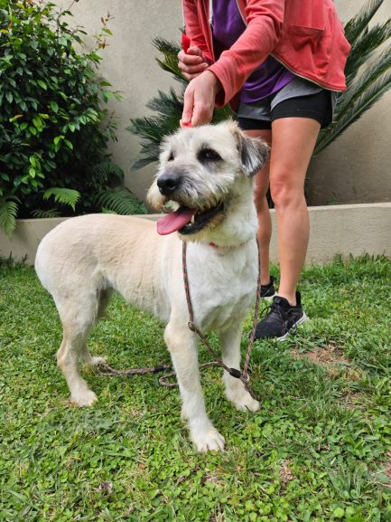 María en adopción - Refugio Don Torcuato