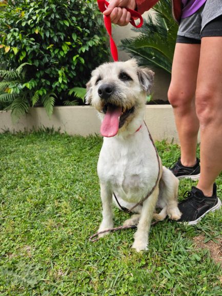 María en adopción - Refugio Don Torcuato