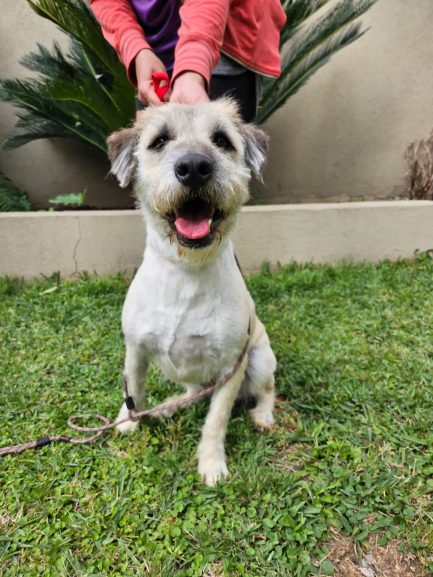 María en adopción - Refugio Don Torcuato