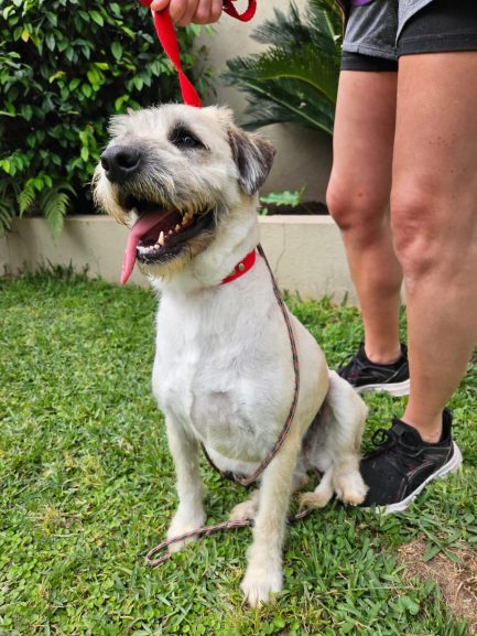 María en adopción - Refugio Don Torcuato
