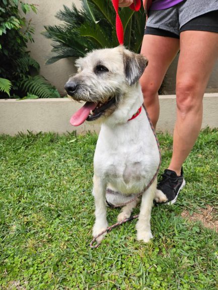 María en adopción - Refugio Don Torcuato