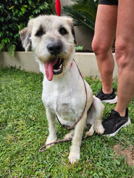María en adopción - Refugio Don Torcuato