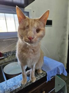 Michu en adopción - Refugio Don Torcuato