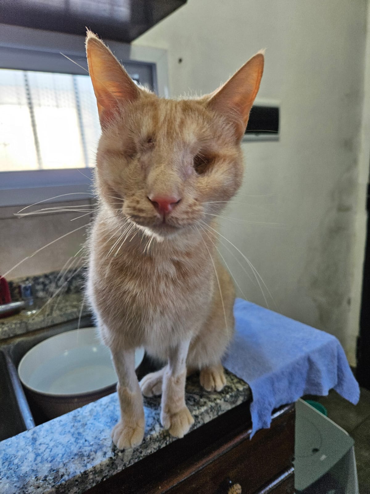 Michu en adopción - Refugio Don Torcuato