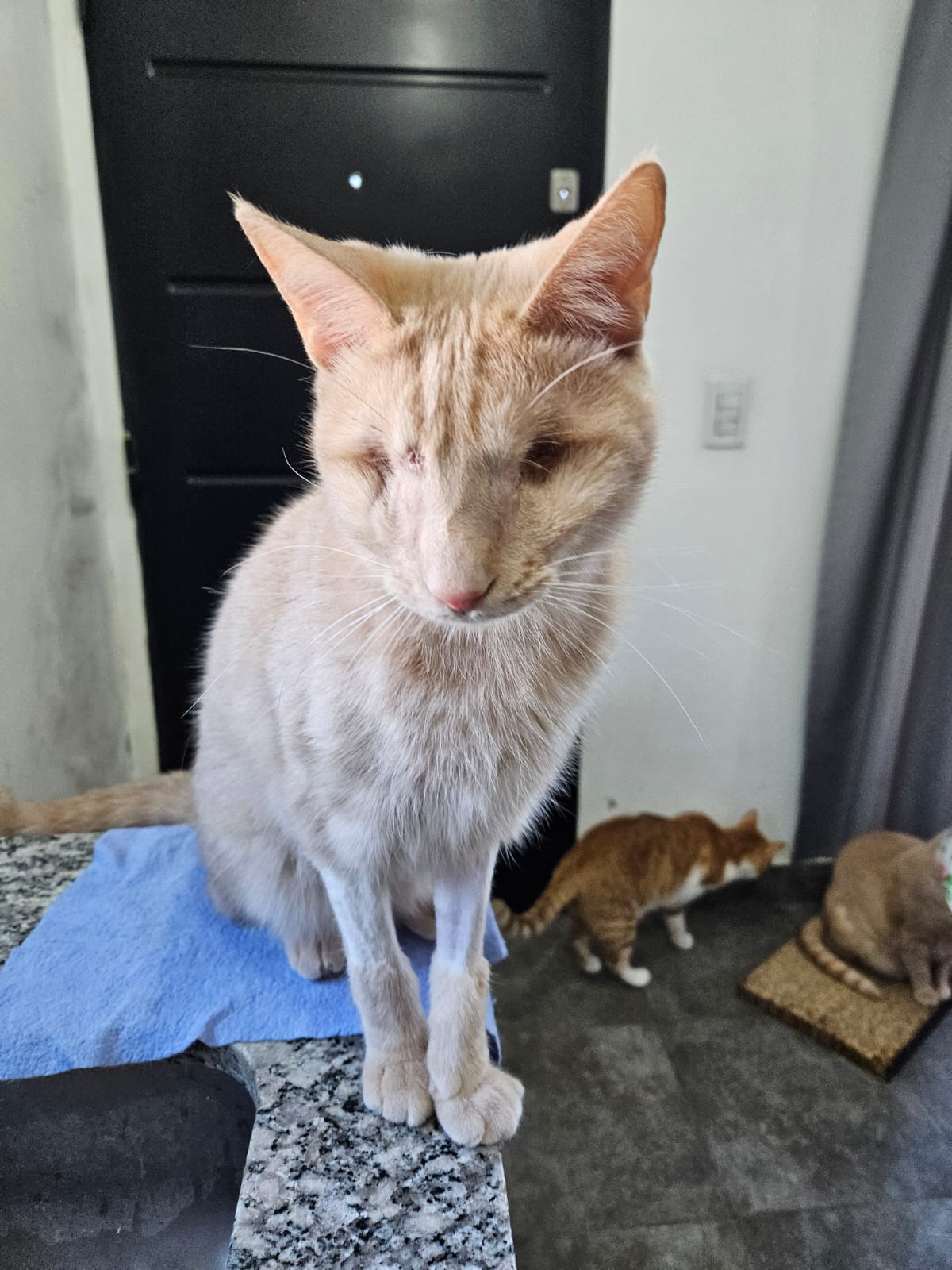 Michu en adopción - Refugio Don Torcuato