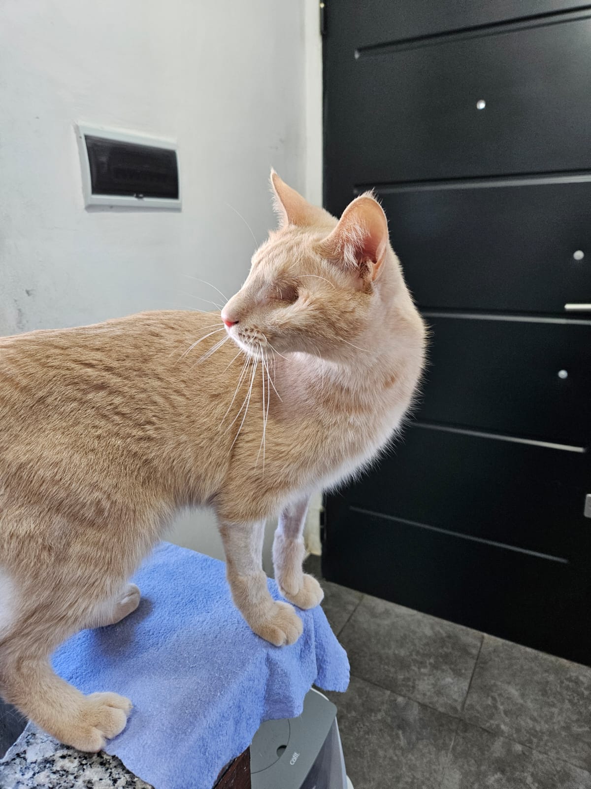 Michu en adopción - Refugio Don Torcuato