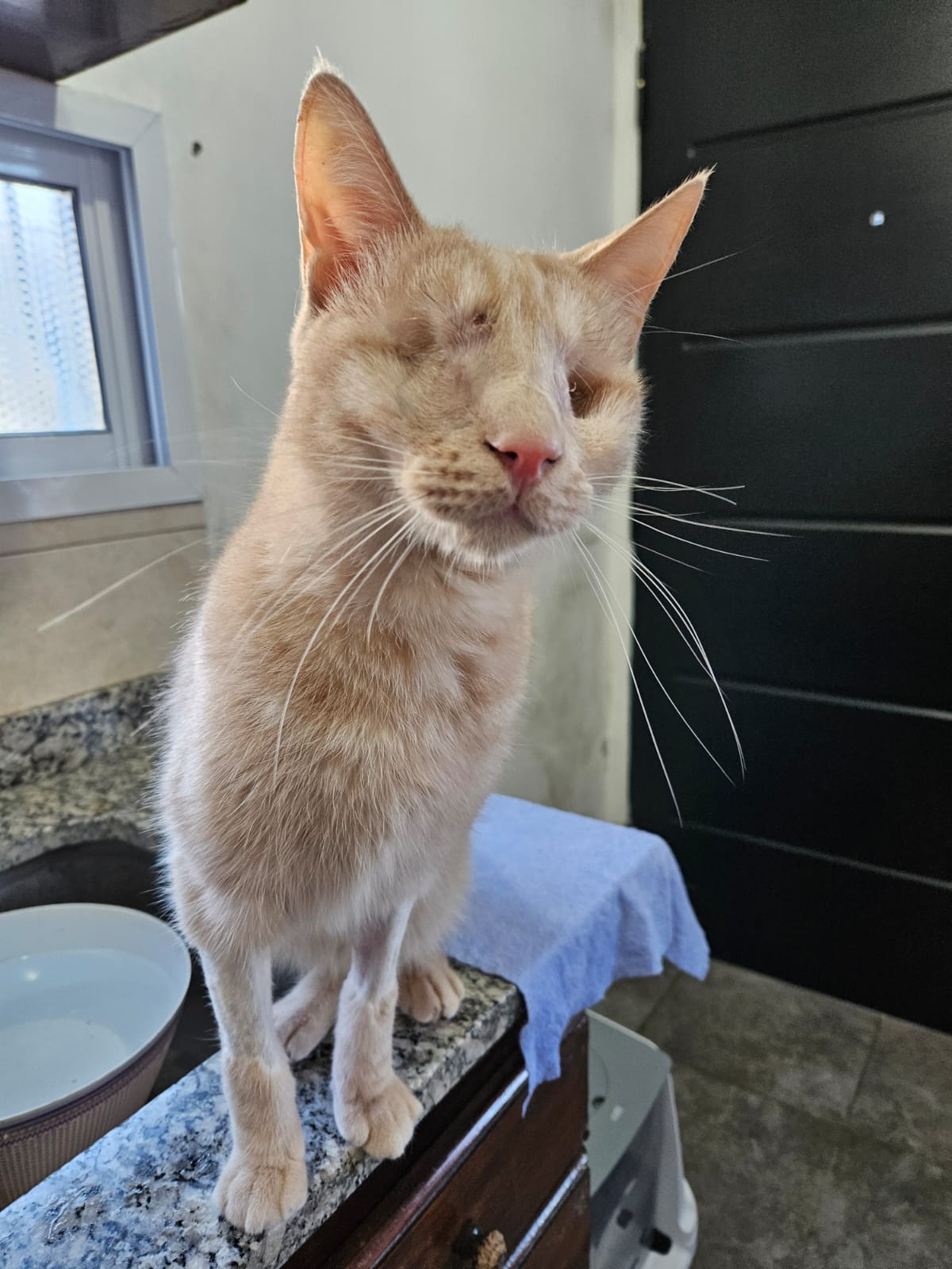 Michu en adopción - Refugio Don Torcuato