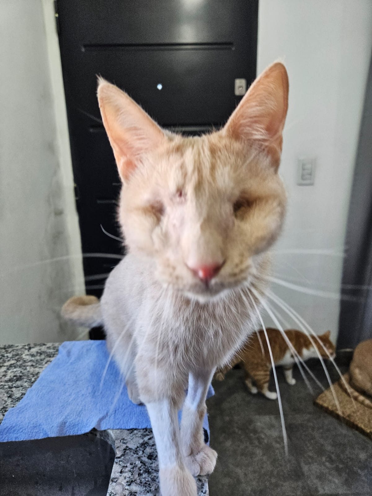Michu en adopción - Refugio Don Torcuato