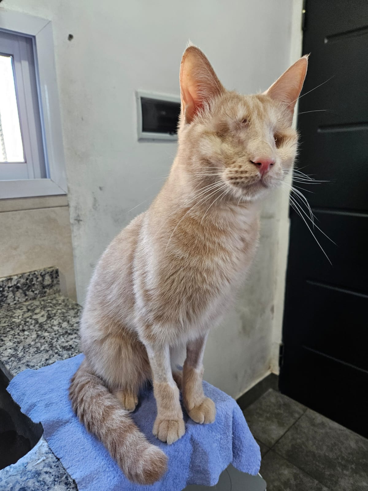 Michu en adopción - Refugio Don Torcuato