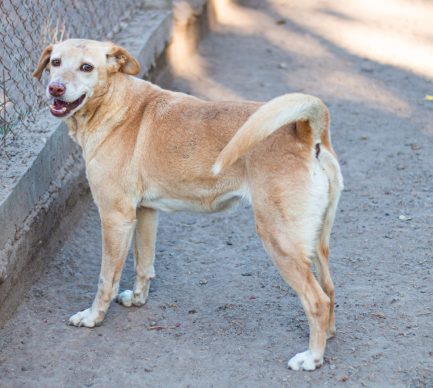 Norita en adopción - Refugio Don Torcuato