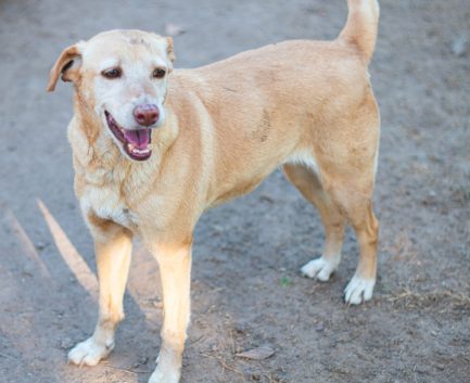 Norita en adopción - Refugio Don Torcuato