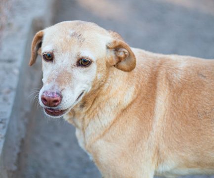 Norita en adopción - Refugio Don Torcuato
