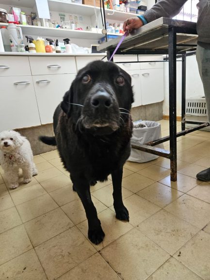 Oto en adopción - Refugio Don Torcuato