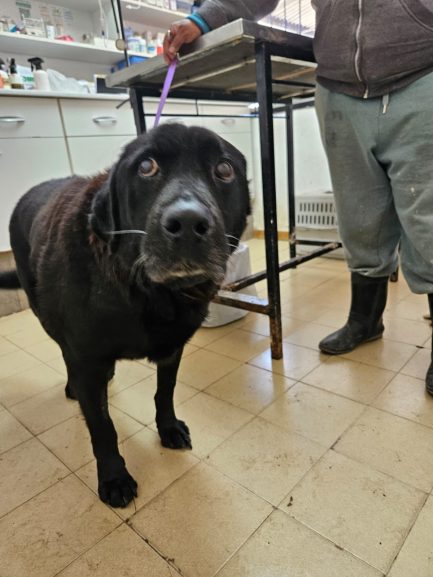 Oto en adopción - Refugio Don Torcuato