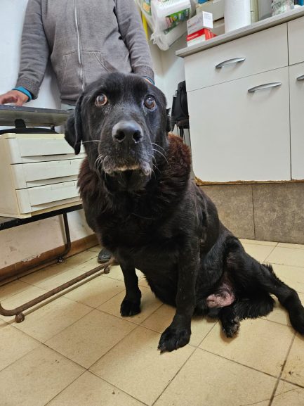 Oto en adopción - Refugio Don Torcuato
