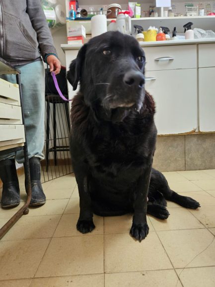Oto en adopción - Refugio Don Torcuato