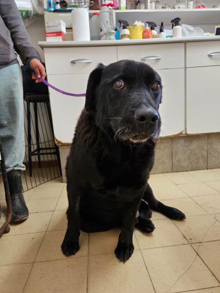 Oto en adopción - Refugio Don Torcuato