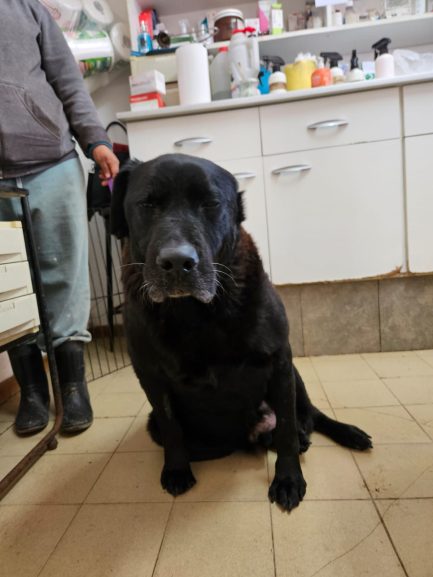 Oto en adopción - Refugio Don Torcuato
