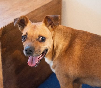 Pedro en adopción - Refugio Don Torcuato
